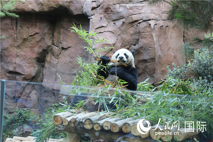 2,、“云川”和“鑫寶”落戶(hù)圣迭戈動(dòng)物園,，開(kāi)啟了新一輪中美大熊貓保護(hù)合作。 人民網(wǎng)記者 李志偉攝